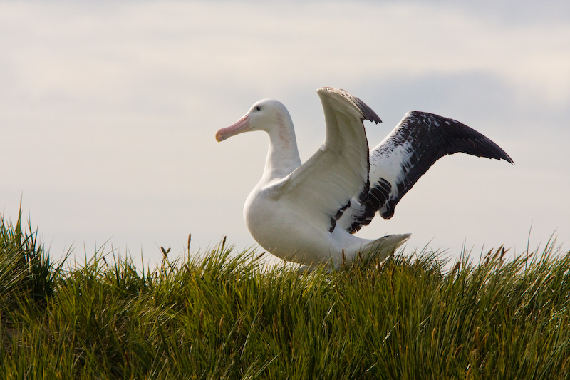 Wandering Albatross Spreading Its Wings